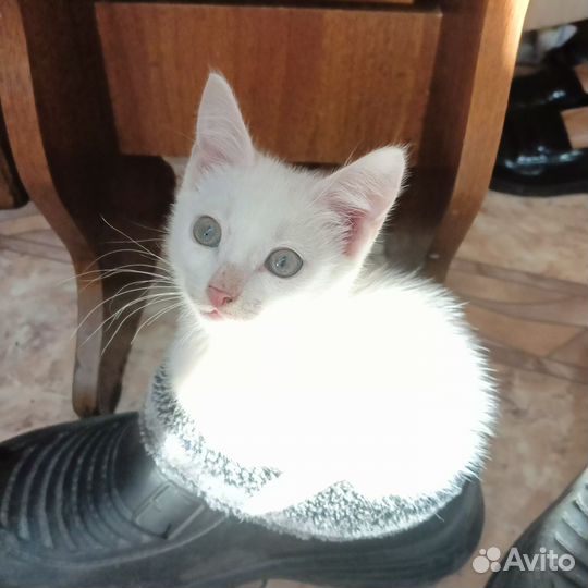 Котята в добрые руки бесплатно