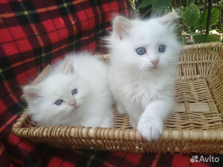 Синеглазые рэгдоллы с документами