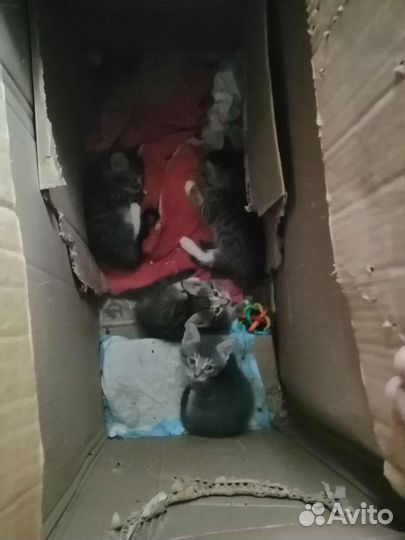 Коты В добрые руки