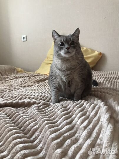 Передержка котиков на дому без клеток и стресса