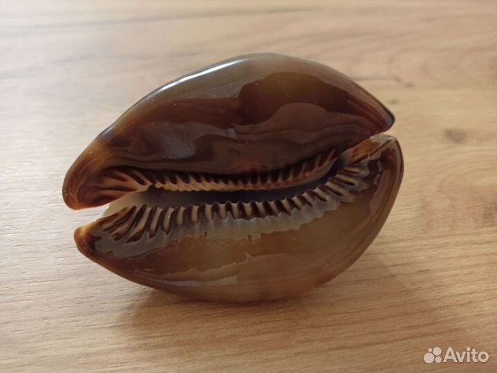 Морская раковина