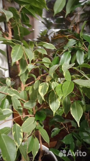 Комнатные растения цветы большие