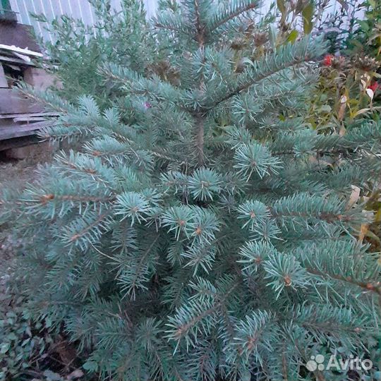 Саженцы ель голубая