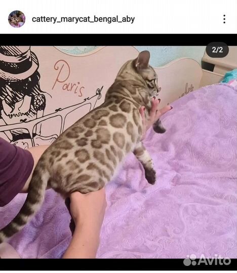 Вязка кот, Бенгал, минк
