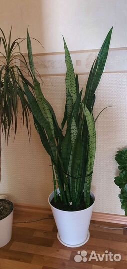 Комнатные цветы