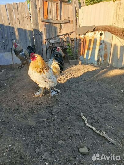 Петух породы Брама