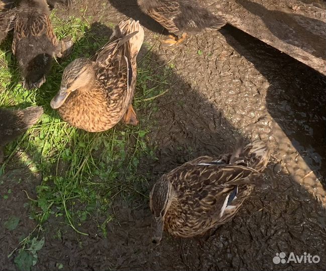 Утка кряква