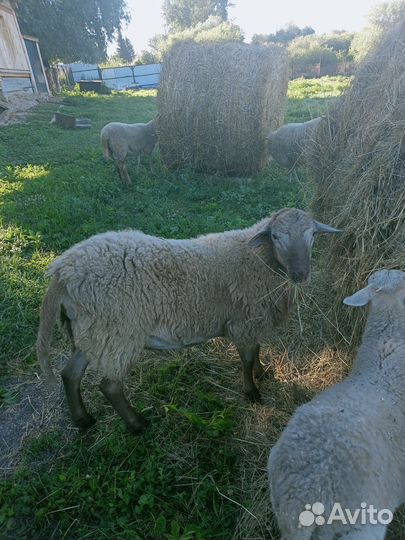 Катумские бараны,ярки