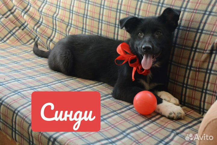 Симпатичные щенки в дар