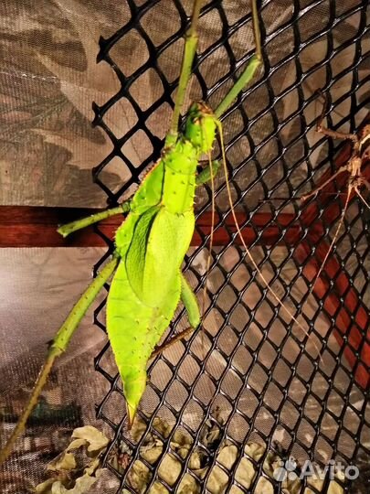 Гигантские насекомые, кузнечики и палочники