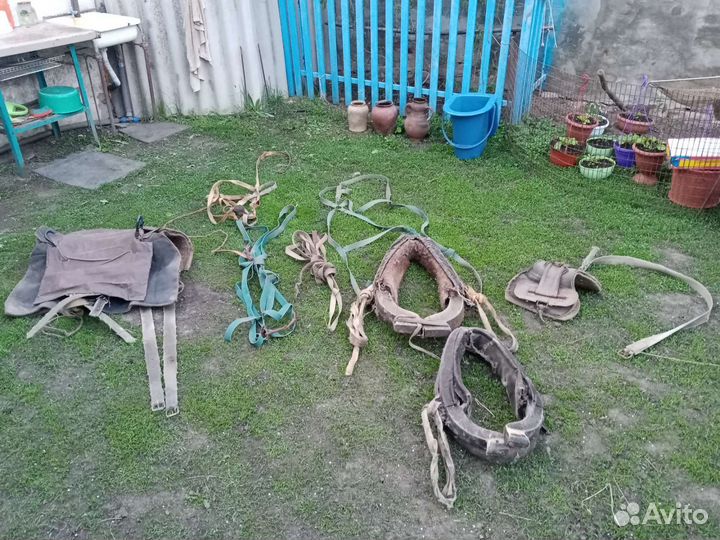 Сбруя для лошади