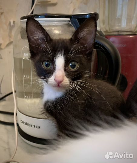 Кошечка в добрые руки