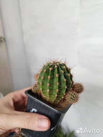 Кактусы эхинопсис, маммилярии