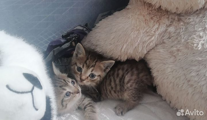 Котята в добрые руки бесплатно