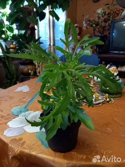 Оленьи рожки