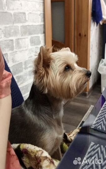 Передержка собак/грызунов/птиц