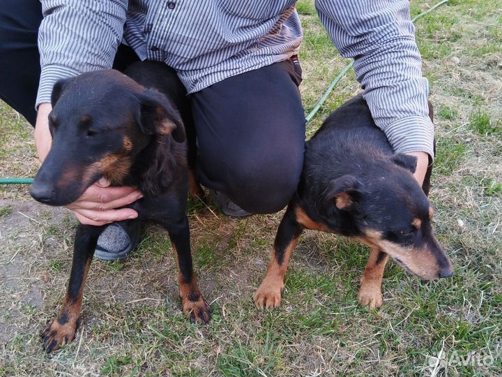 Щенки ягдтерьера