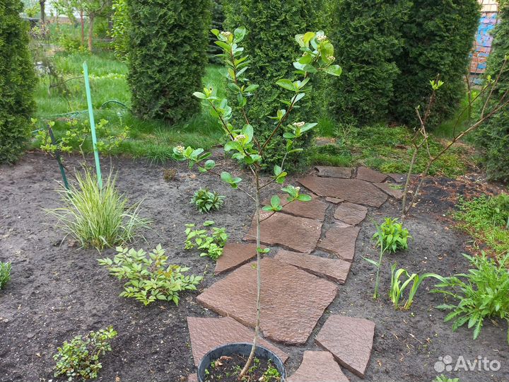 Саженцы черноплодной рябины