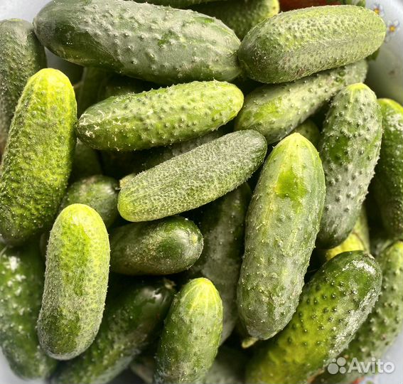 Помидоры, огурцы, кабачки