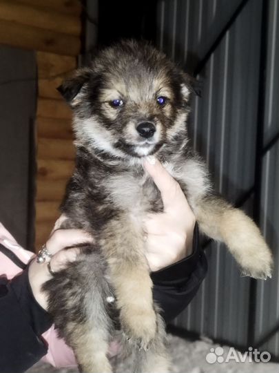 Собаки щенки