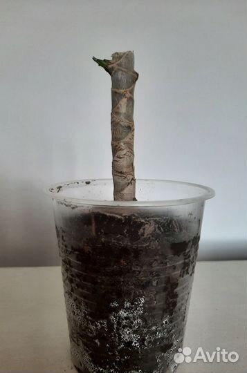 Драцена окаймленная (маргината)