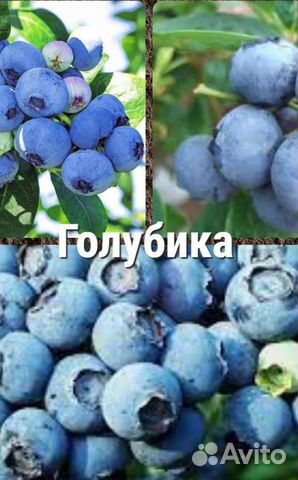 Голубика из трёх сортов