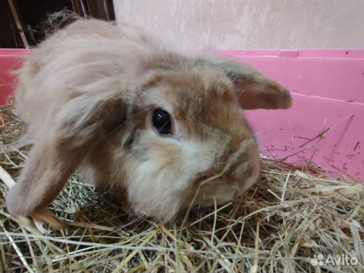 Декоративный кролик с клеткой