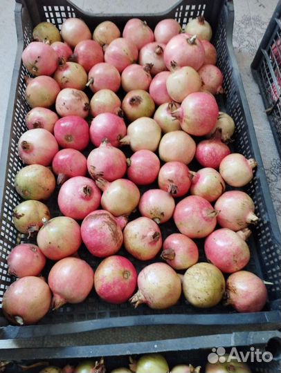 Саженец граната