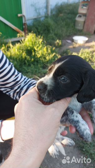 Щенки от спаниель