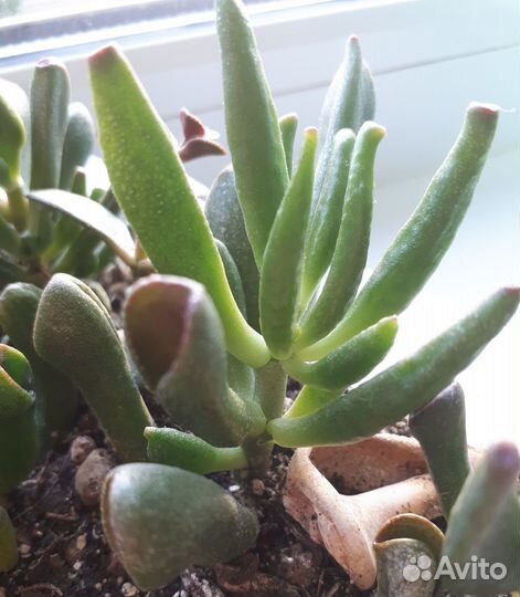 Крассула хоббит