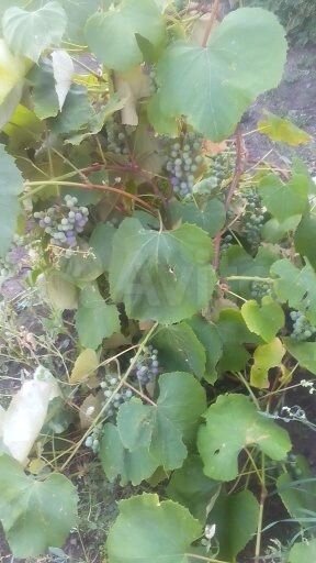 Дом 78 м² на участке 9,2 га