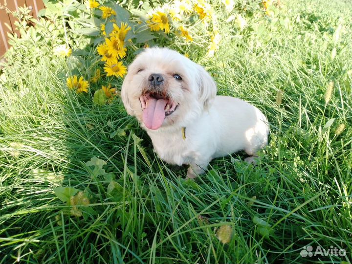 Собака в добрые руки