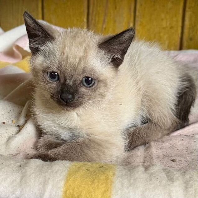 Тайский котёнок