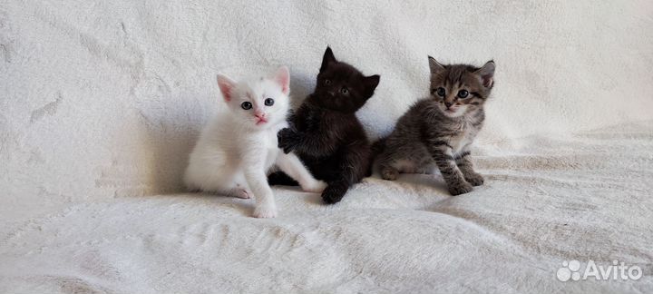 Котята бесплатно