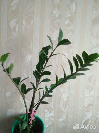 Замиокулькас