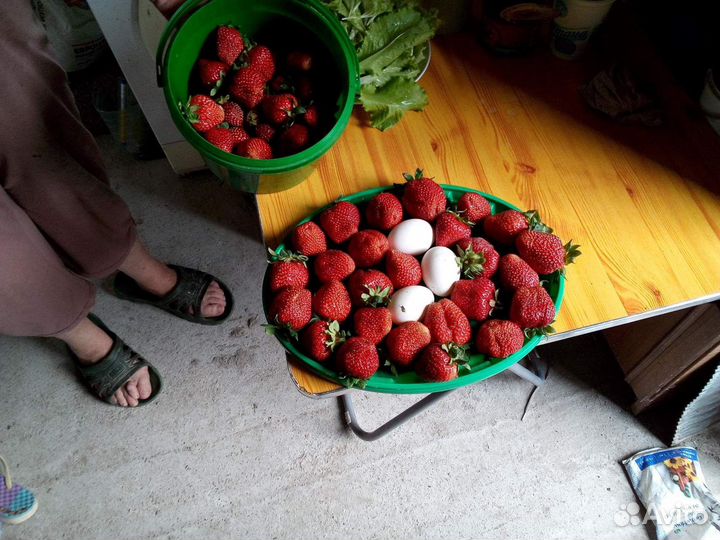 Рассада клубники сорт 