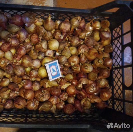 Лук семейный на посадку