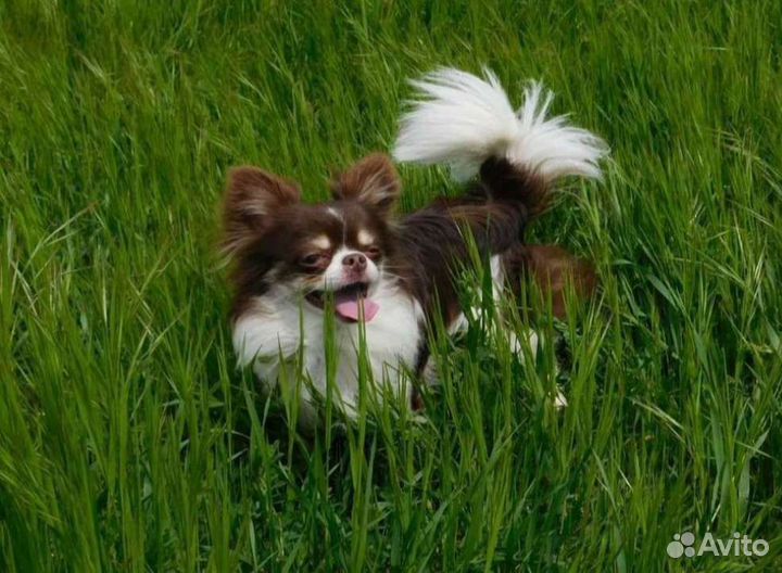 Чихуахуа кобель для вязки