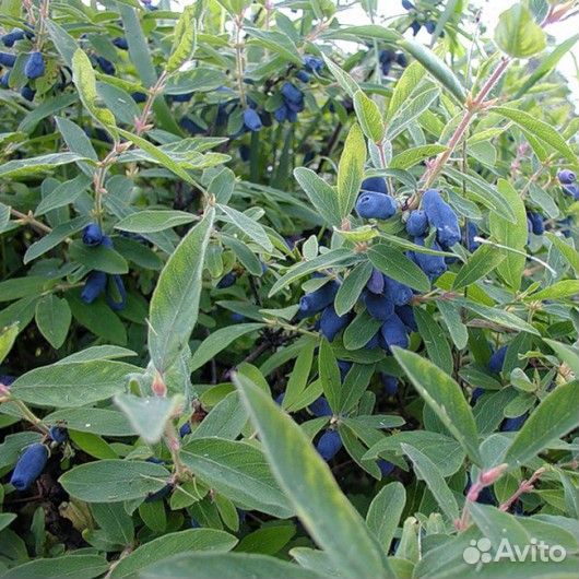 Саженцы жимолости