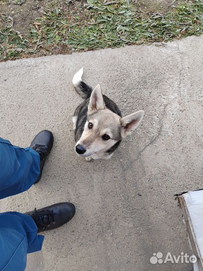 Собака в добрые руки