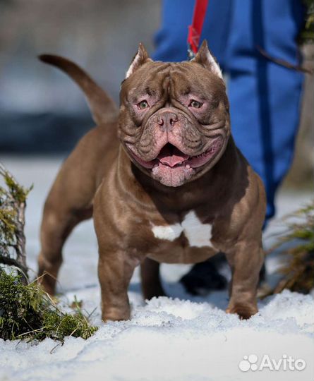 Американский булли экзот. Вязка