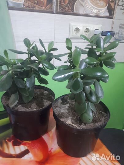 Толстянка,денежное дерево