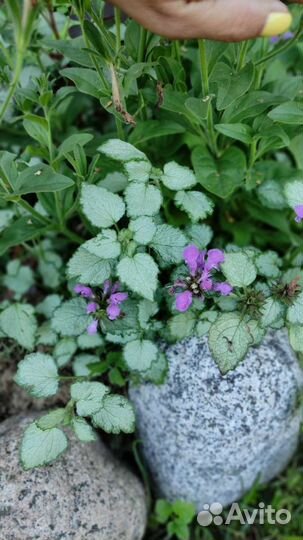 Садовые многолетники