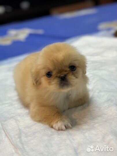 Щенки пекинеса
