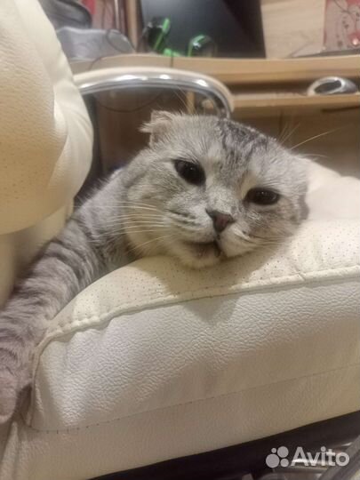 Кот в добрые руки