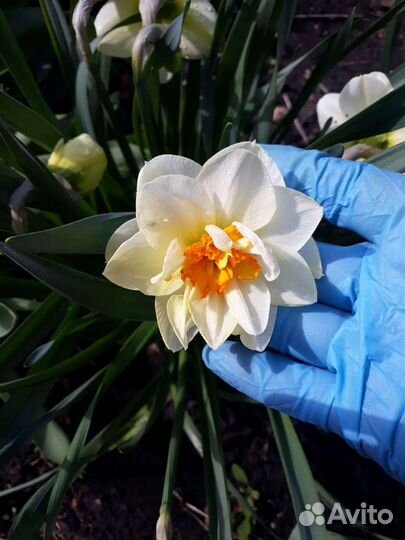 Луковицы нарциссов