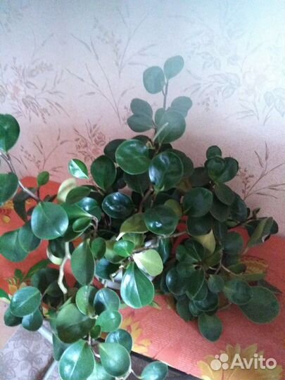 Продам пиперомию туполистную или обменяю