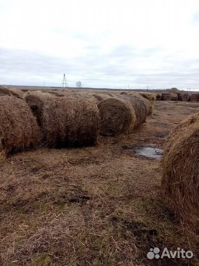Продам сено в рулонах