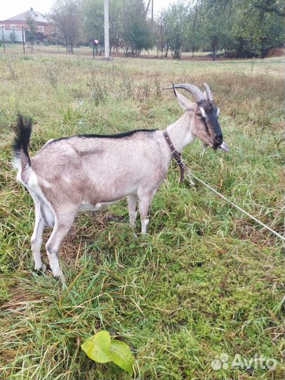 Козы альпийские, цена за 2-х