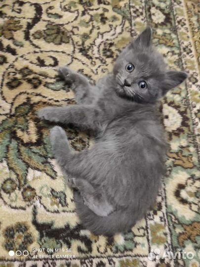 Кошки в добрые руки